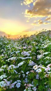 صدای دلفان | مزارع گشنیز