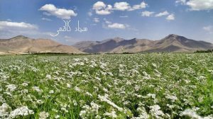 صدای دلفان | مزارع گشنیز