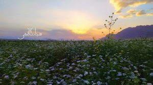 صدای دلفان | مزارع گشنیز