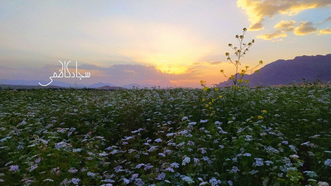 گزارش تصویری از مزارع گشنیز در بخش خاوه شهرستان دلفان