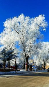 صدای دلفان | مزارع گشنیز