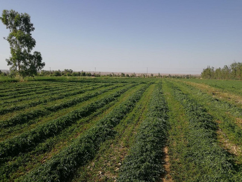 رکورد برداشت یونجه در دلفان