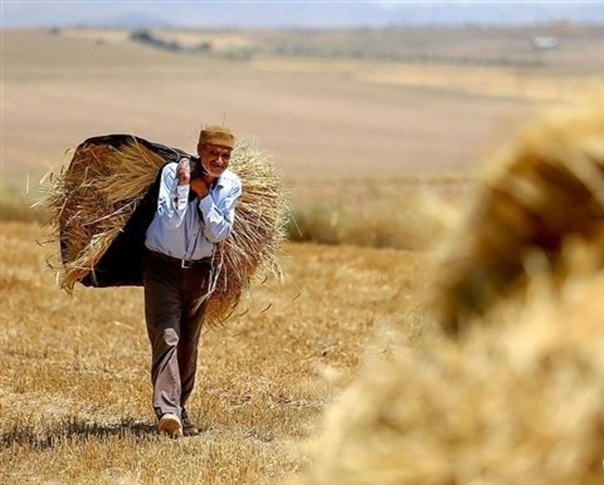 کشاورزان لرستانی ۲۷۳ هزار و ۱۷۲ تن گندم مازاد بر نیاز خود را به دولت فروختند