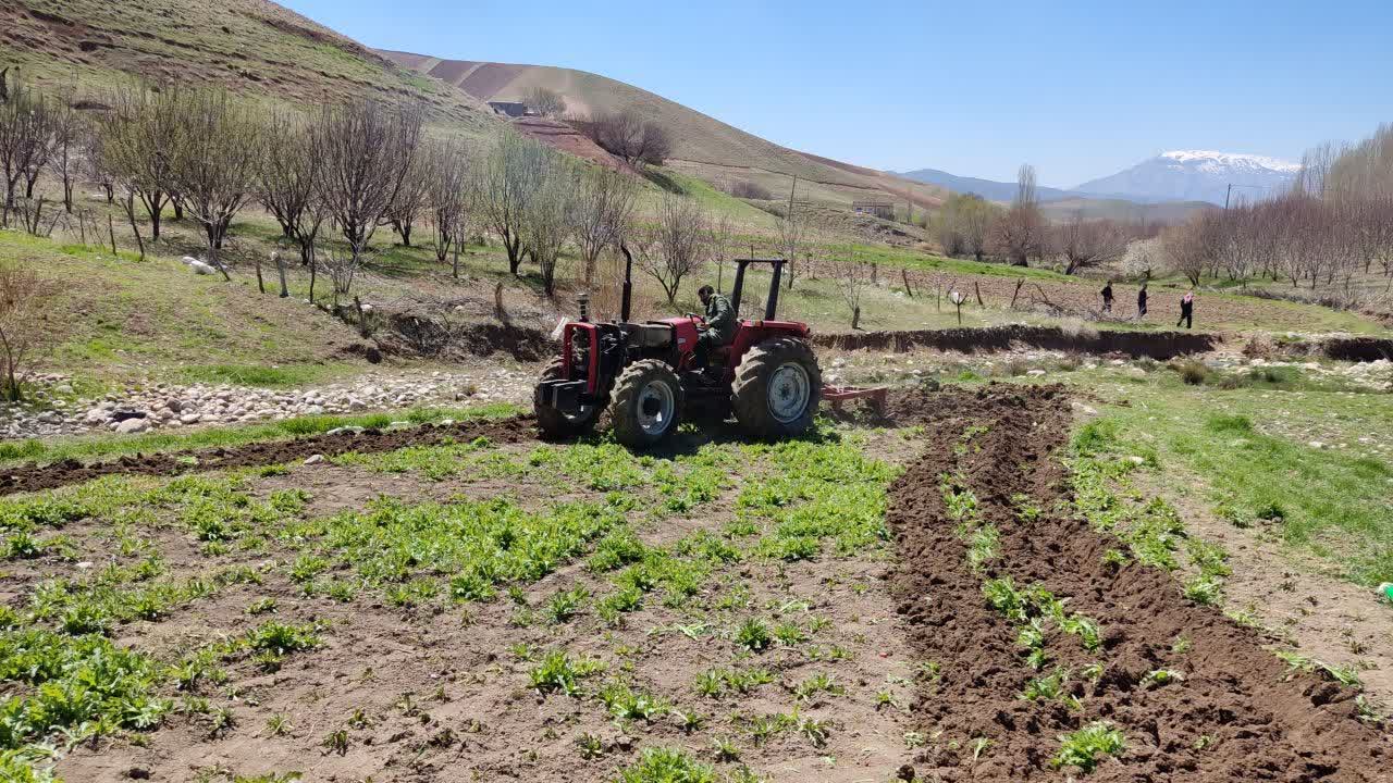 گیاهان غیر مجاز در دلفان شخم زده می‌شوند