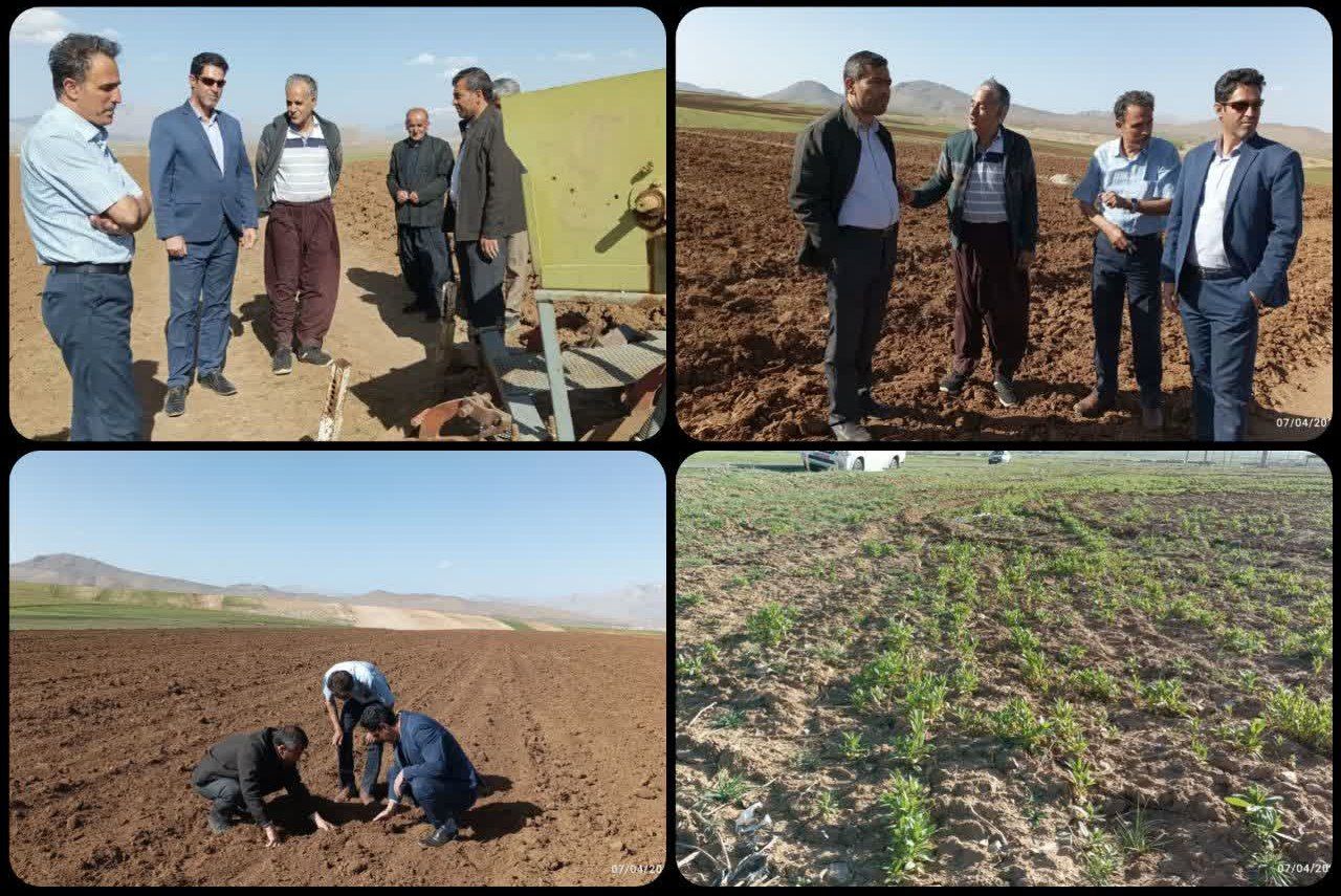 کاشت مکانیزه نخود با دستگاه بومی ساخت صنعتگر دلفانی