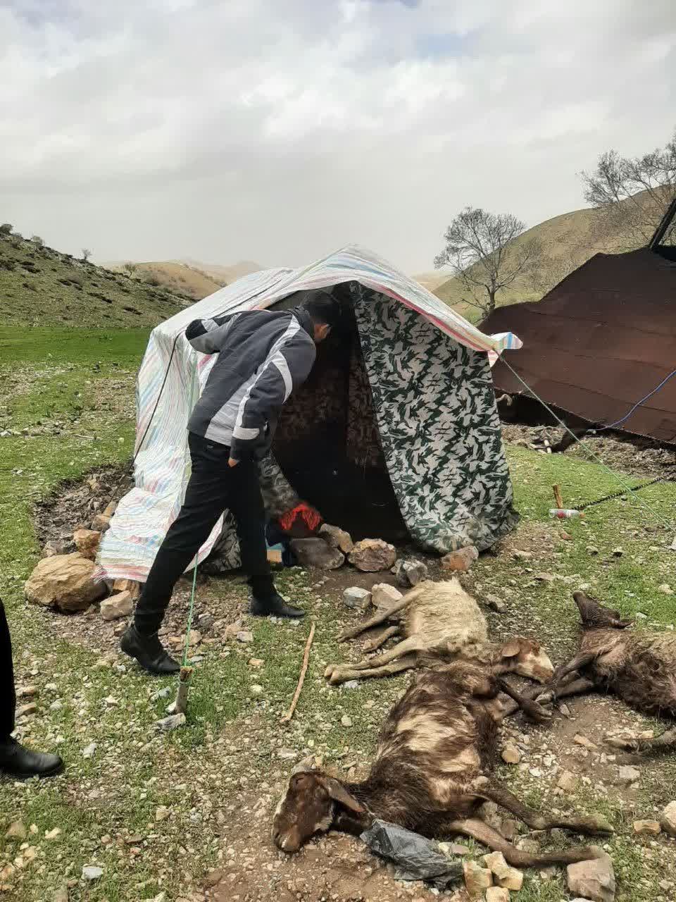 تلف شدن ۲۰ راس گوسفند بر اثر سرما در دلفان