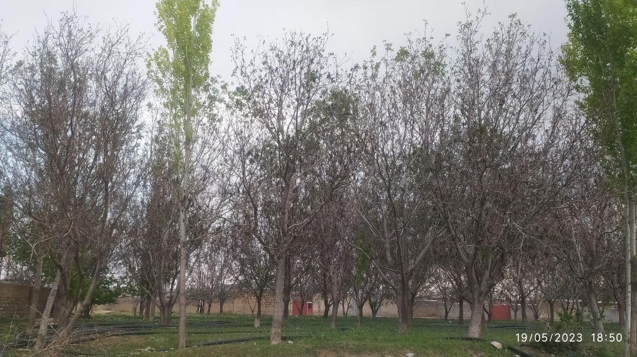 آفاتی که دامن‌گیر باغات گردو در بخش خاوه شده است