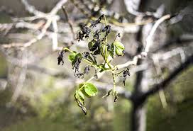 خسارت سرمای بهاره به باغات دلفان