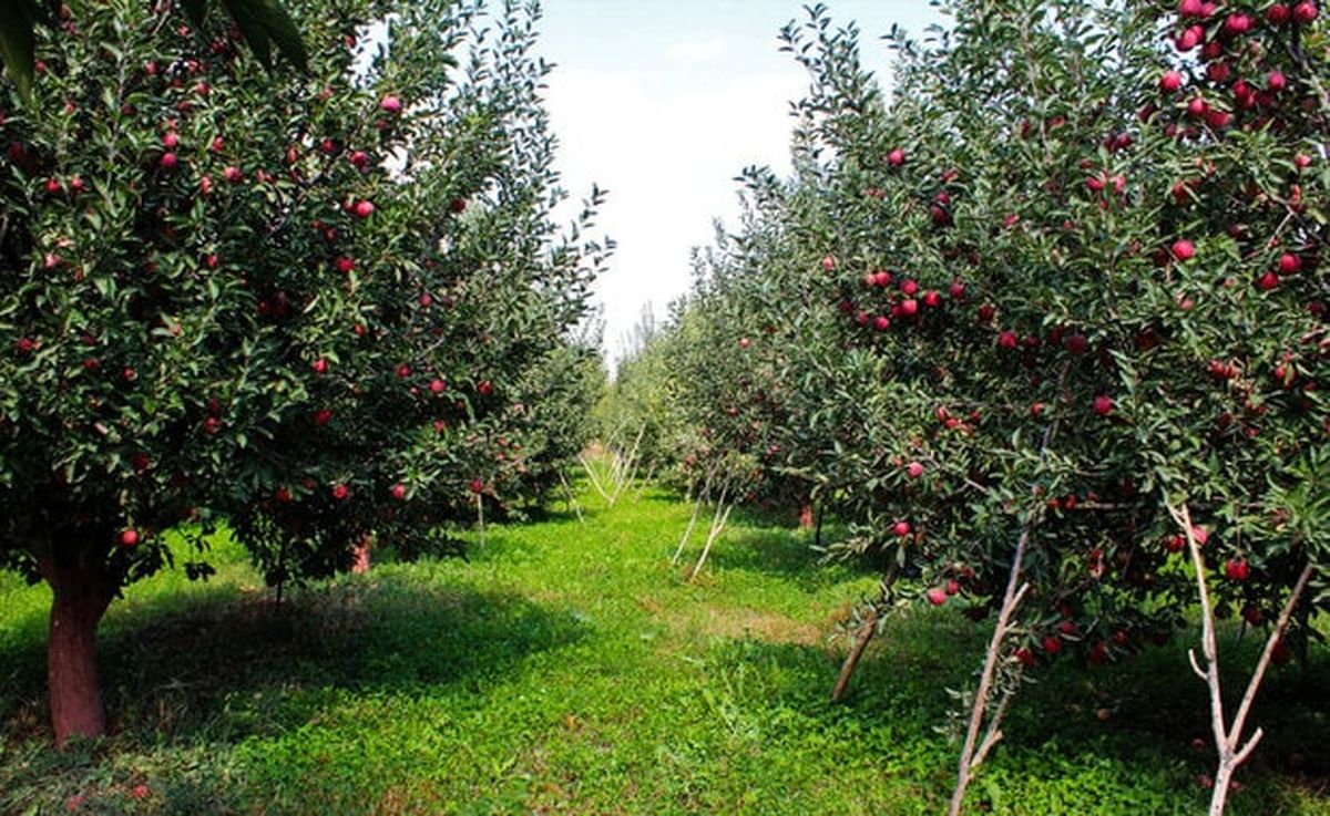 باغات لرستان شناسنامه‌دار می‌شوند