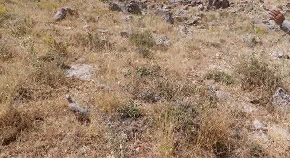 رهاسازی دو قطعه کبک و سه قطعه تیهو در زیستگاههای شهرستان دلفان