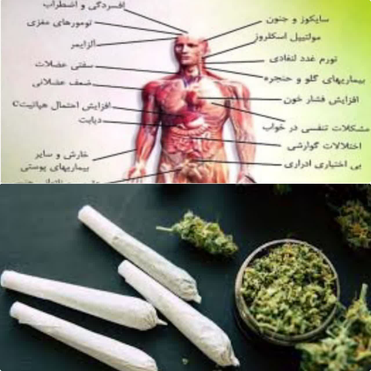 برخلاف تبلیغات، مصرف گل بسیار زیانبار است