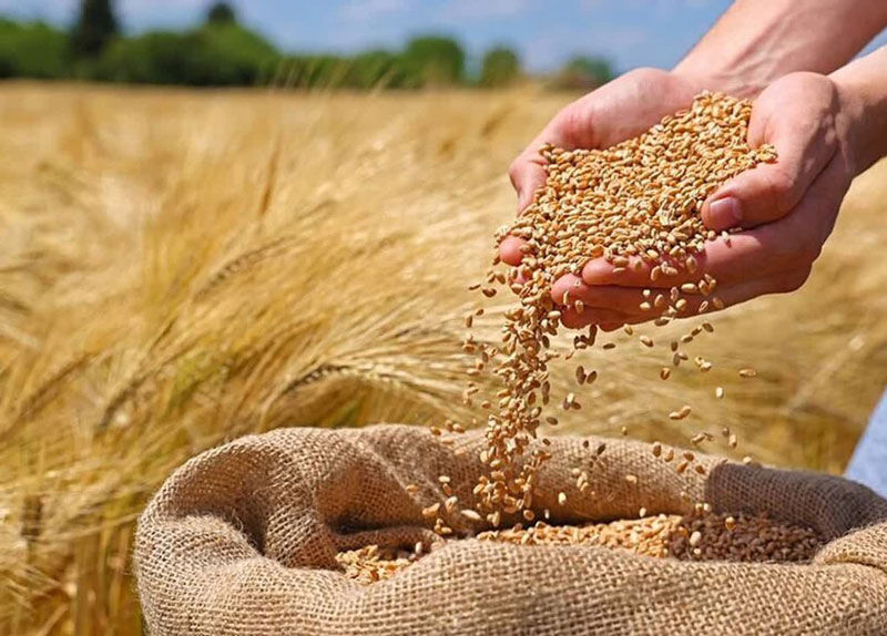 پیش‌بینی کاهش ۳۰ درصدی زراعت گندم در لرستان
