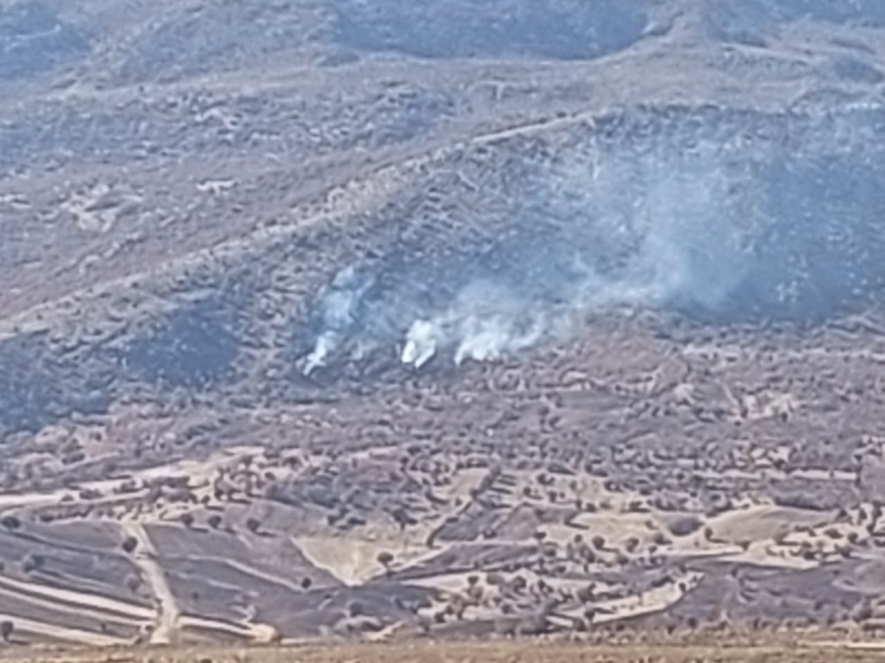 نابودی جنگل‌های بلوط دلفان؛ میراث هزاران ساله قربانی سود جویی برای تولید زغال