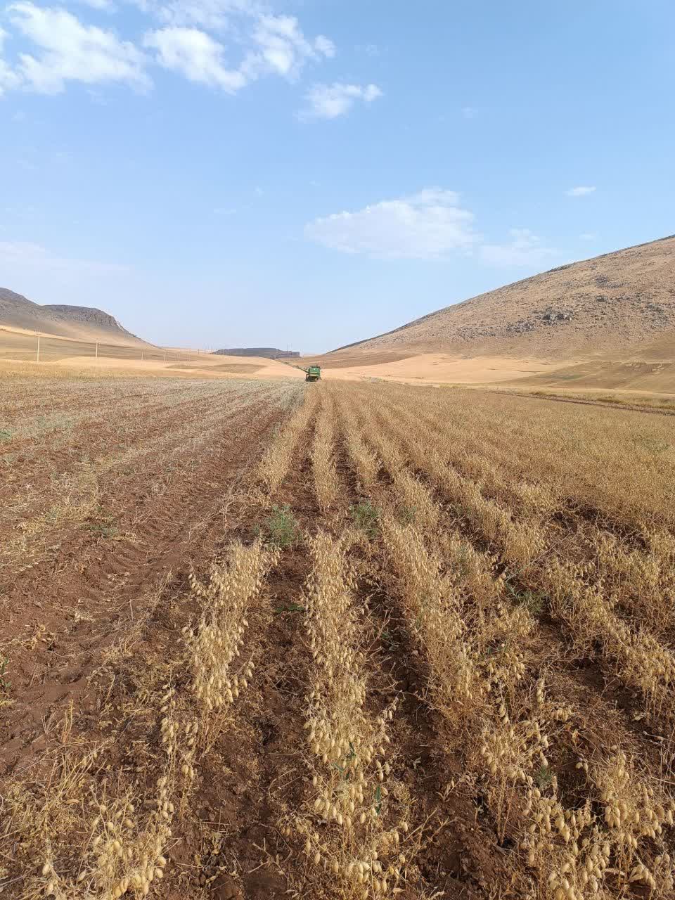 آغاز برداشت مکانیزه نخود پابلند با فناوری بومی‌سازی‌شده در شهرستان دلفان